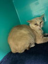 adoptable Cat in  named ORANGE HERBERT