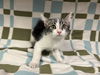 adoptable Cat in  named LOKI