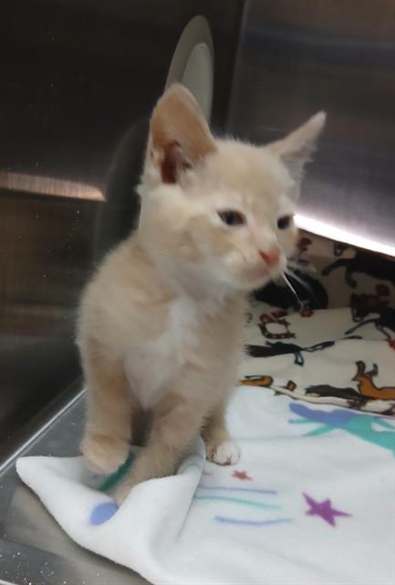 adoptable Cat in Hesperia, CA named A118213