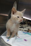adoptable Cat in  named A118213