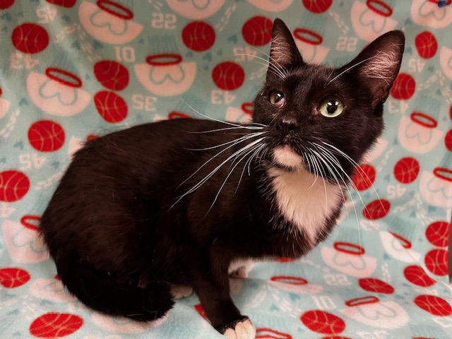 adoptable Cat in Hesperia, CA named SANDRA