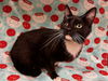 adoptable Cat in  named SANDRA