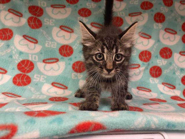 adoptable Cat in Hesperia, CA named DILLON