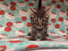 adoptable Cat in  named DILLON