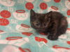 adoptable Cat in  named ORBIT