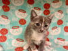 adoptable Cat in  named TWIZZLER