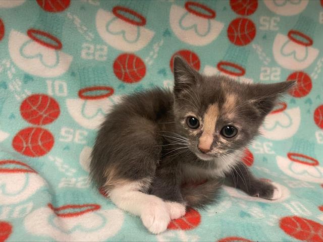 adoptable Cat in Hesperia, CA named DOODLE