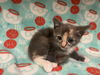 adoptable Cat in  named DOODLE