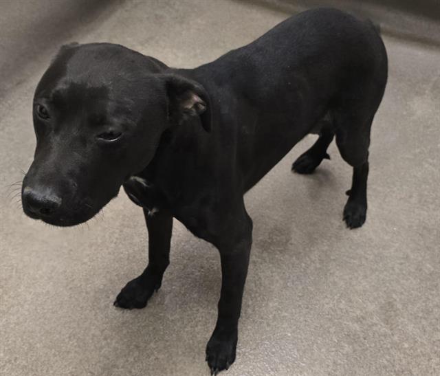 adoptable Dog in Hesperia, CA named A118107