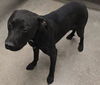 adoptable Dog in  named A118107
