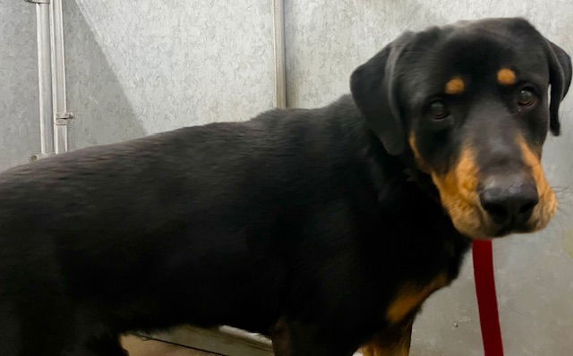 adoptable Dog in Hesperia, CA named (RESCUE ONLY)