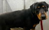 adoptable Dog in  named (RESCUE ONLY)