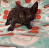 adoptable Cat in  named DAVIE