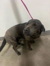 adoptable Dog in  named A118349