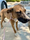 adoptable Dog in Hesperia, CA named BELMONT
