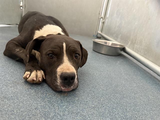 adoptable Dog in Hesperia, CA named DAFFY