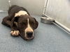 adoptable Dog in Hesperia, CA named A118269