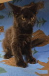 adoptable Cat in  named A118362