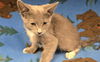 adoptable Cat in Hesperia, CA named A118365