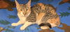 adoptable Cat in Hesperia, CA named A118368