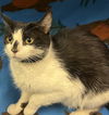 adoptable Cat in Hesperia, CA named MOO