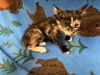 adoptable Cat in Hesperia, CA named FRANKIE