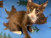 adoptable Cat in Hesperia, CA named HERSHEY