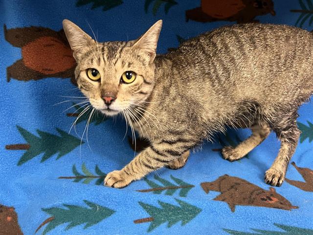adoptable Cat in Hesperia, CA named DOUGLAS
