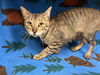 adoptable Cat in Hesperia, CA named DOUGLAS