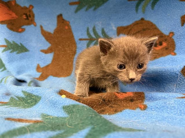 adoptable Cat in Hesperia, CA named ASH