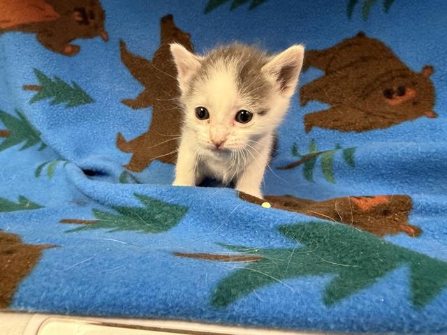 adoptable Cat in Hesperia, CA named MISTY