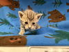 adoptable Cat in Hesperia, CA named JESSAMYN