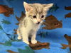 adoptable Cat in Hesperia, CA named WADE