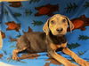 adoptable Dog in  named A118288