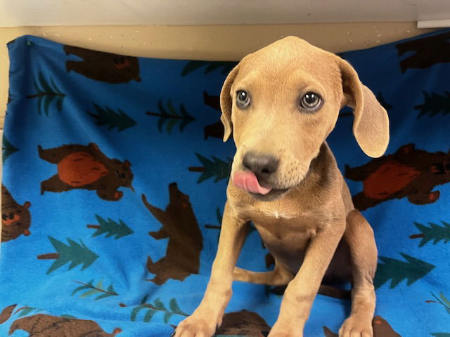 adoptable Dog in Hesperia, CA named MARVIN
