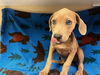 adoptable Dog in  named A118289
