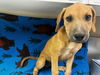 adoptable Dog in  named A118290