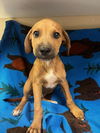 adoptable Dog in  named A118291