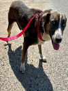 adoptable Dog in Hesperia, CA named BABYFACE