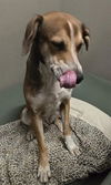 adoptable Dog in Hesperia, CA named FINSTER