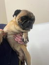 adoptable Dog in Hesperia, CA named CLYDE