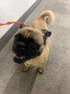 adoptable Dog in Hesperia, CA named BONNIE
