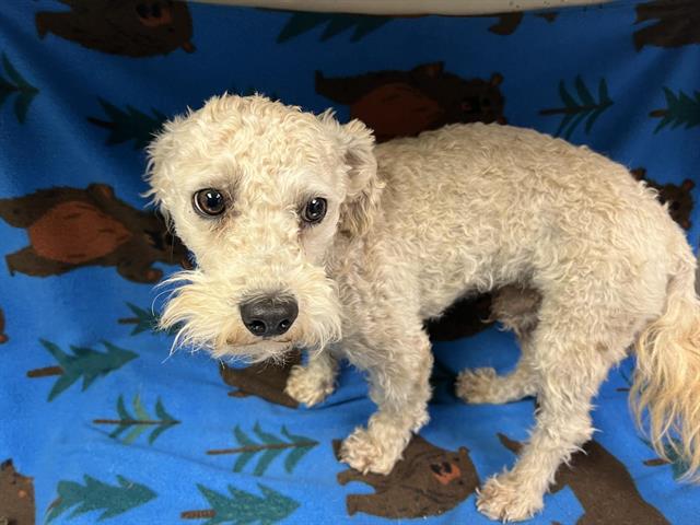 adoptable Dog in Hesperia, CA named ROCKY
