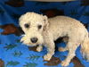 adoptable Dog in  named A118389
