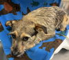 adoptable Dog in  named MUGSY