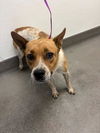 adoptable Dog in Hesperia, CA named FOGHORN