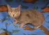adoptable Cat in Hesperia, CA named HAZEL