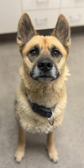 adoptable Dog in Hesperia, CA named SPEEDY