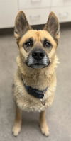 adoptable Dog in  named SPEEDY