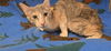 adoptable Cat in Hesperia, CA named WITCH